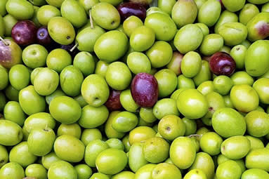 olio-extra-vergine-di-oliva-del-rebene-metodo-biologico