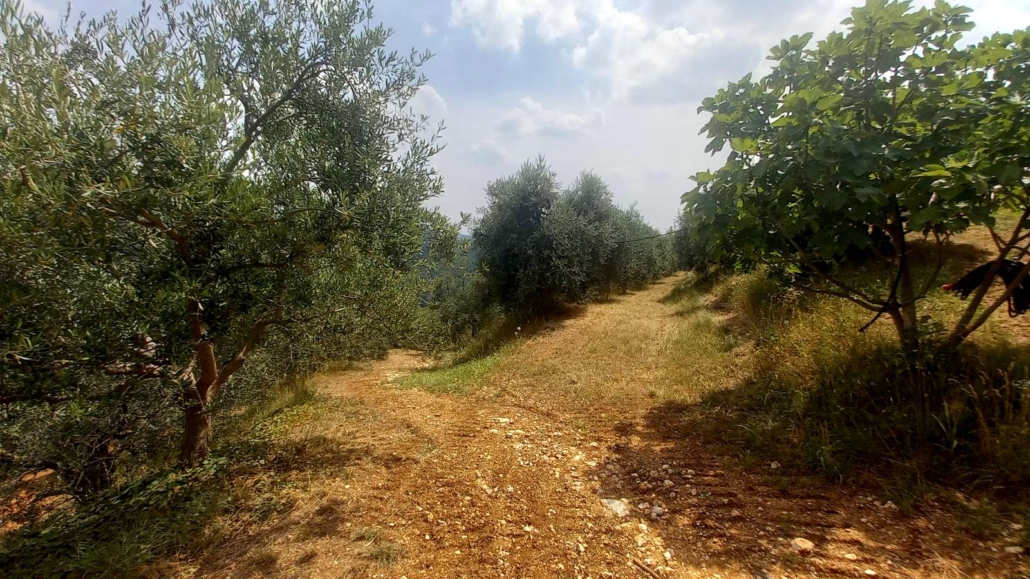 ULIVETO-cantina-del-rebene-olio-vino-vicenza